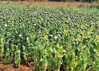 छत्तीसगढ़ में अफीम की खेती का तीसरा मामला उजागर : बलरामपुर जिले के चंदाडांडी में मिला खेत