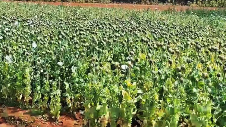 छत्तीसगढ़ में अफीम की खेती का तीसरा मामला उजागर : बलरामपुर जिले के चंदाडांडी में मिला खेत