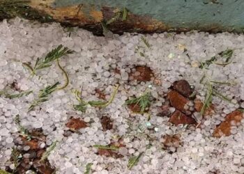 ओलावृष्टि और असामयिक वर्षा : रबी फसलों को नुकसान