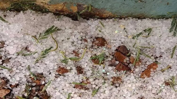 ओलावृष्टि और असामयिक वर्षा : रबी फसलों को नुकसान