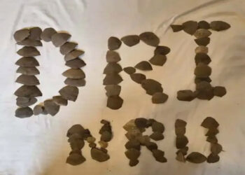 DRI की बड़ी कार्रवाई : जगदलपुर में 16 किलो पैंगोलिन शल्क के साथ तस्करी सिंडिकेट का भंडाफोड़