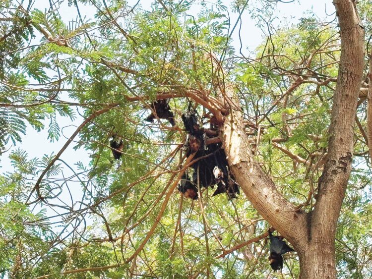दल्लीराजहरा में सप्ताहभर से रोज मर रहे हैं सैकड़ों चमगादड़ : बीएसपी प्रबंधन पर लापरवाही के गंभीर आरोप, डीएफओ ने लगाई फटकार
