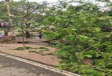 भाटापारा में तूफान से बिजली लाइन पर गिरे बड़े-बड़े पेड़ : रातभर की गई मरम्मत, अलसुबह आयी