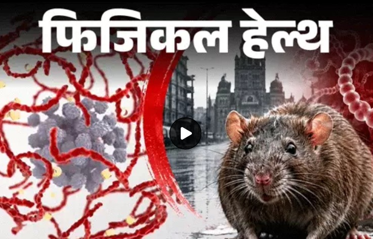 फिजिकल हेल्थ- रैट फीवर पर एडवाइजरी – बारिश में बढ़ता रिस्क, पानी में न भीगें, जानें सभी लक्षण और बचाव के लिए जरूरी सावधानियां