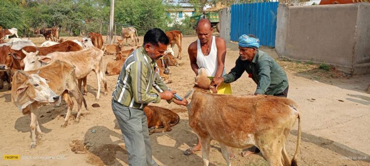 स्वस्थ पशुधन, समृद्ध किसान : मुंगेली में 582 शिविरों से बदली पशुपालन की तस्वीर