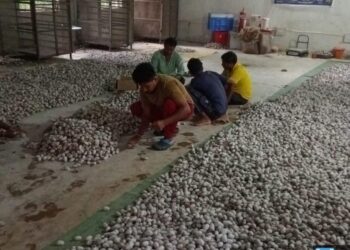 वनांचल में रेशम की चमक : नारायणपुर में टसर योजना से संवर रही ग्रामीणों की तकदीर