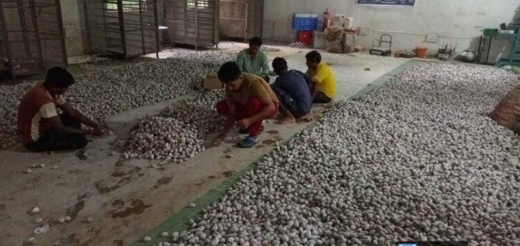 वनांचल में रेशम की चमक : नारायणपुर में टसर योजना से संवर रही ग्रामीणों की तकदीर