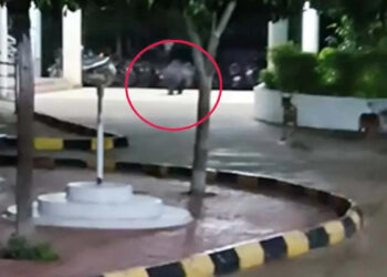 बालोद के जिला अस्पताल परिसर में देर रात घुसा भालू :  मची अफरा-तफरी, वन विभाग अलर्ट