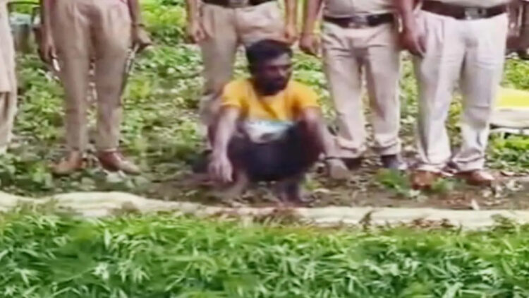 कांकेर में अरहर की फसल के बीच गांजे की खेती का भंडाफोड़ : 4 लाख के पौधे बरामद, ग्रामीण गिरफ्तार