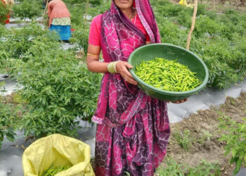 ‘तीखी मिर्च’ से घुली जीवन में मिठास : स्वयं सहायता समूह से जुड़कर महिला ने कमाए 2 लाख, बनीं आत्मनिर्भर  