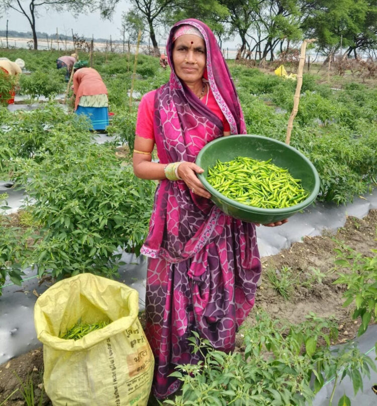 ‘तीखी मिर्च’ से घुली जीवन में मिठास : स्वयं सहायता समूह से जुड़कर महिला ने कमाए 2 लाख, बनीं आत्मनिर्भर